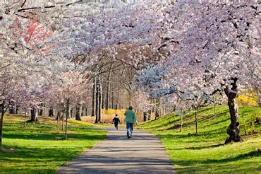 branch brook park webcam|Cherry Blossom Season